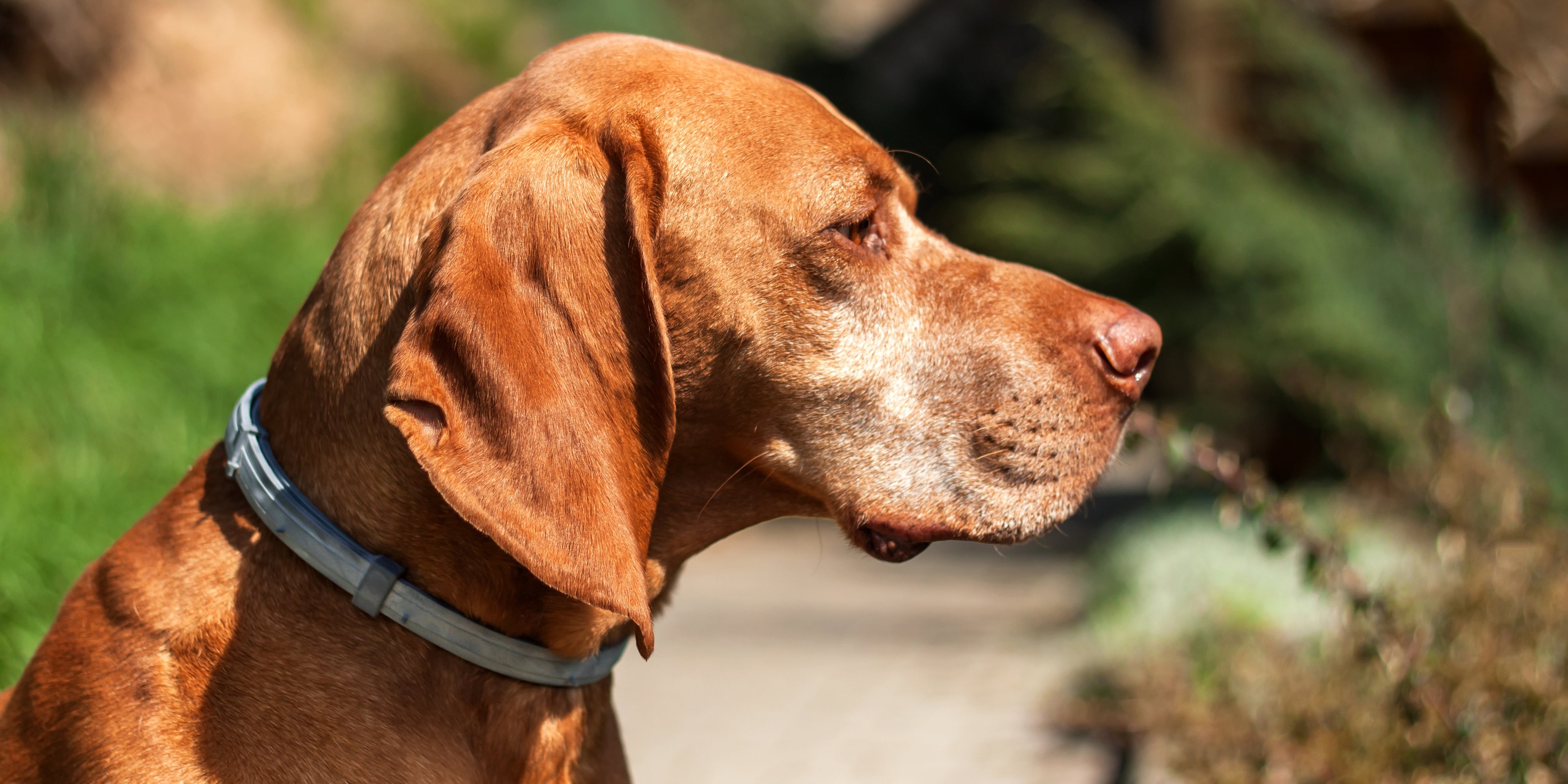 Seresto Flea and Tick Collar Linked to 1,698 Dog Deaths POPSUGAR Pets