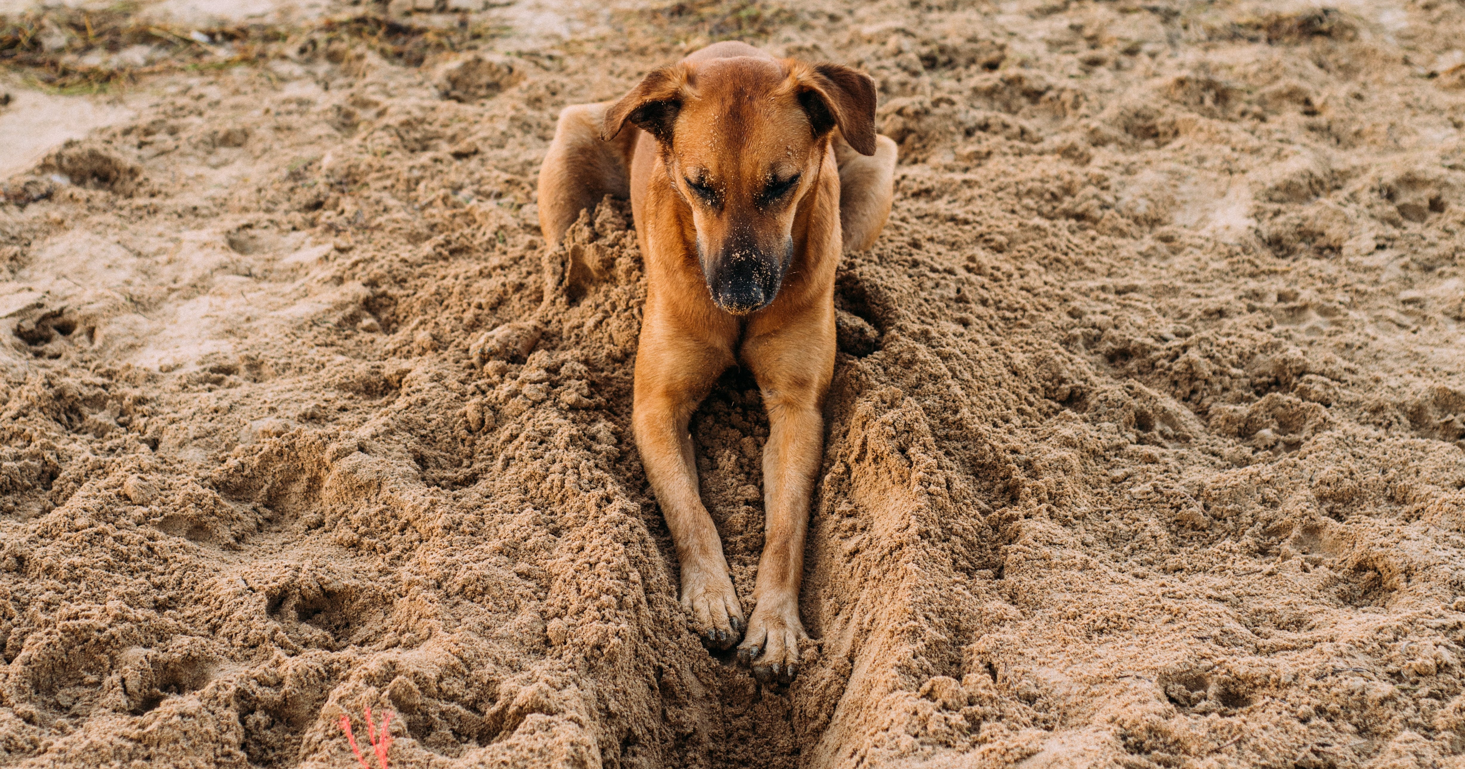 How to Get a Dog to Stop Digging | PS Pets