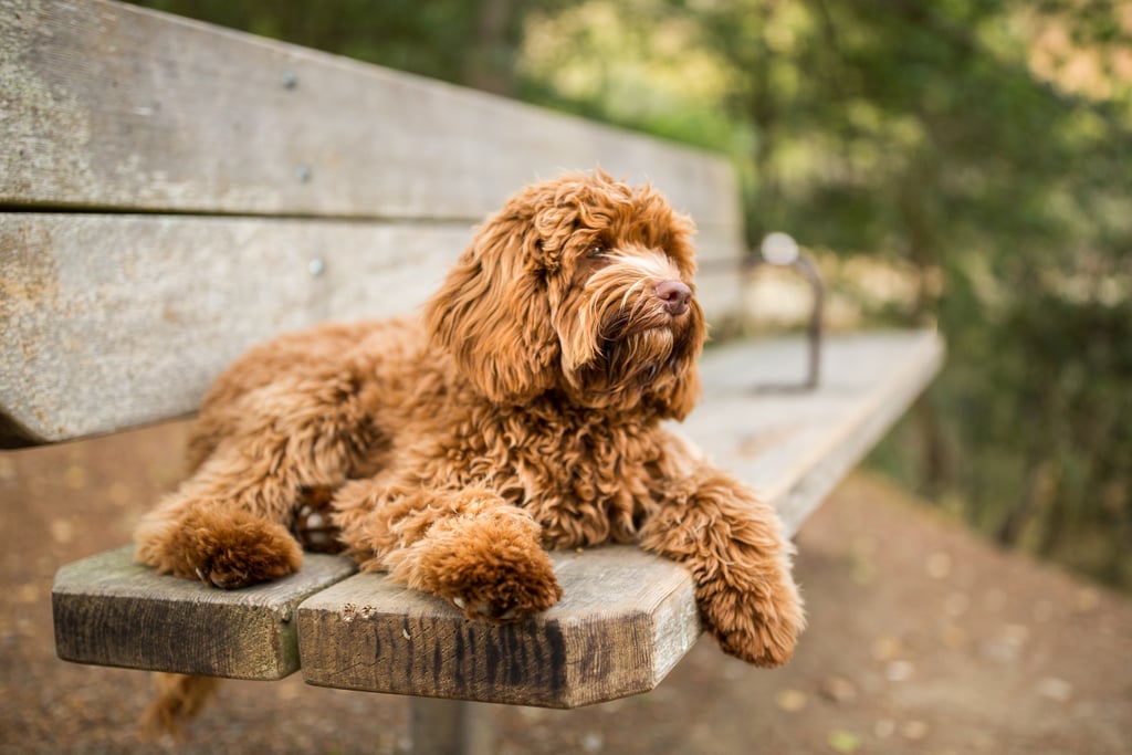 Cute Pictures of Labradoodles