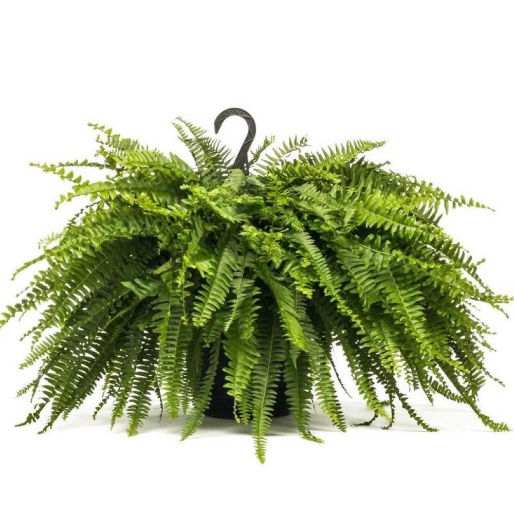 Boston fern from Home Depot