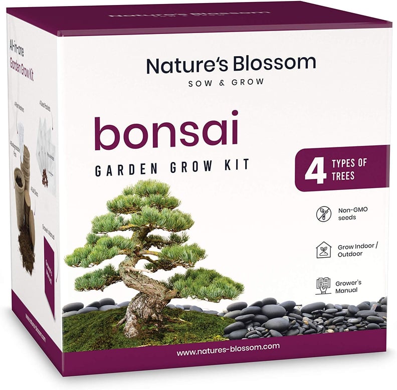 Nature's Blossom Bonsai Tree Seed Starter Kit