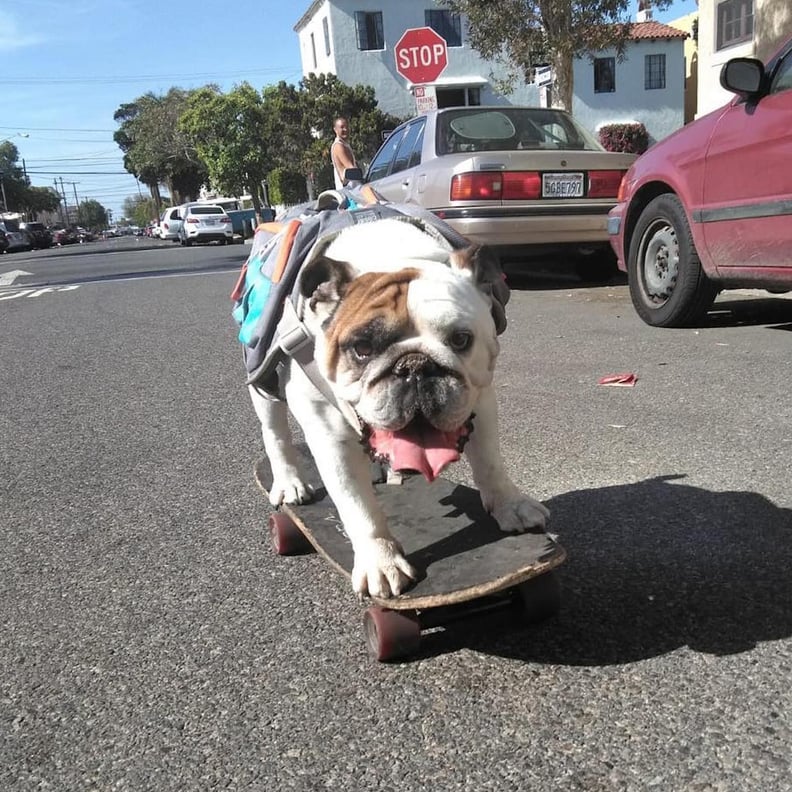 Watch Henny the Skateboarding Bulldog Shred the Streets | POPSUGAR Pets