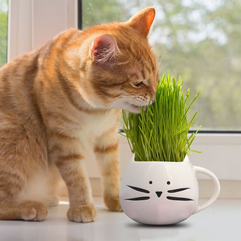 Cat Grass