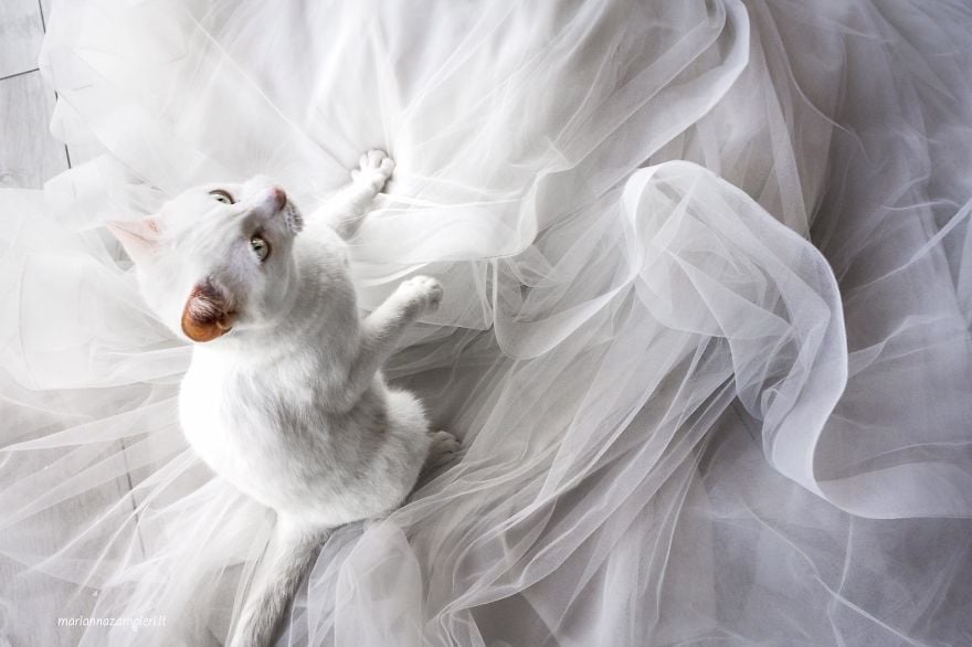 Wedding Photos With Cats