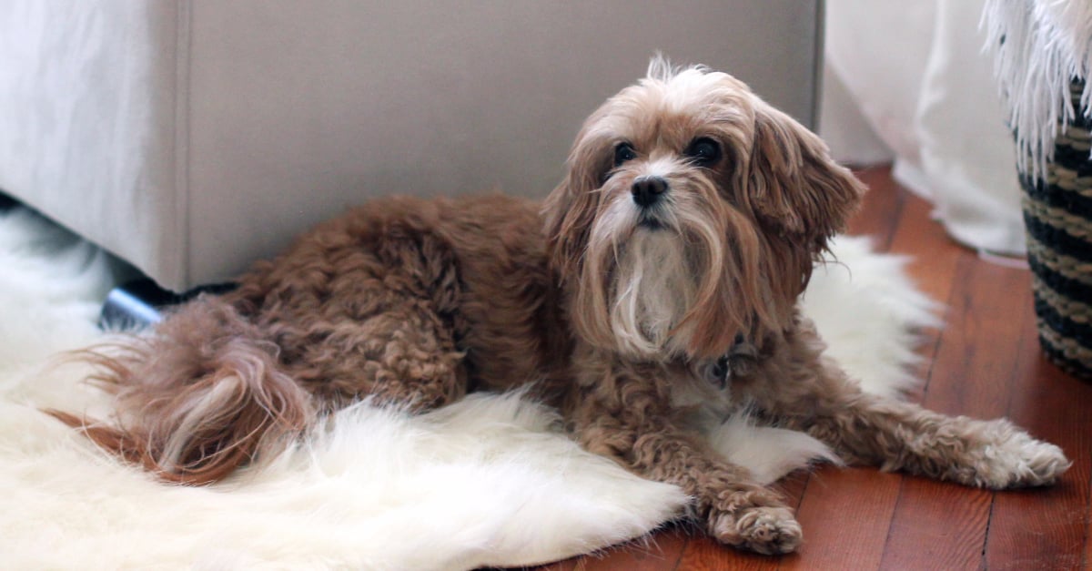 Wholetones music for dogs deals