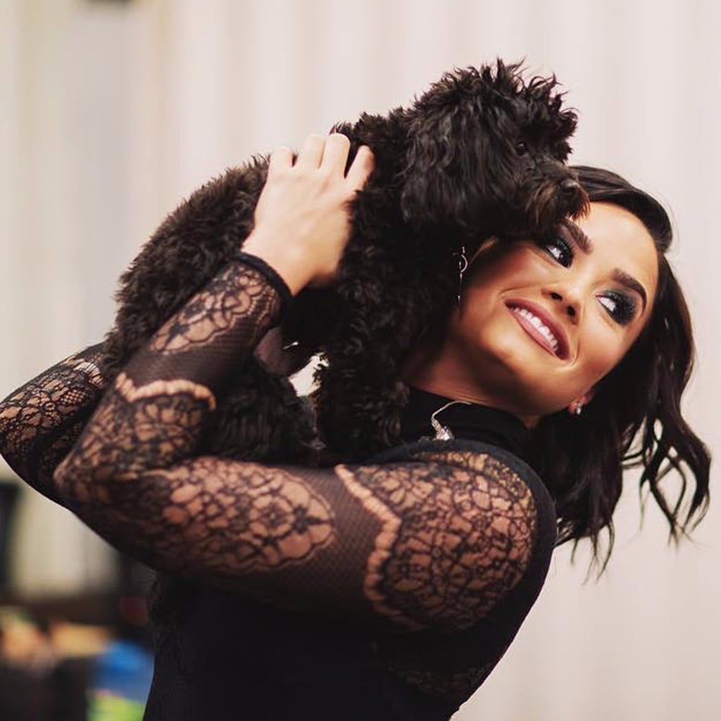 Demi Lovato's Dogs