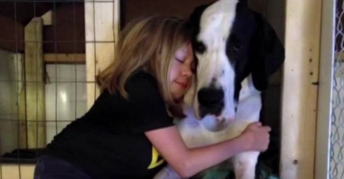 Little Girl and Her Great Dane Service Dog | POPSUGAR Family