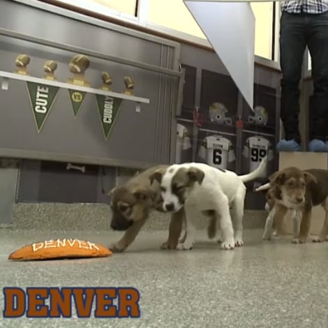 Puppy Cam Puppies Pick the Super Bowl Winner