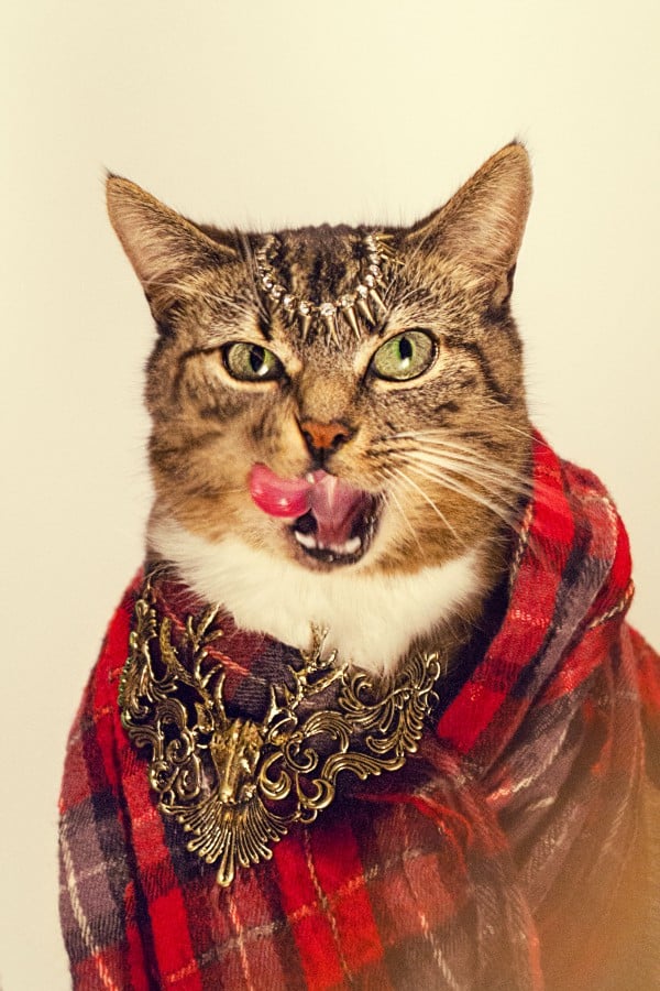High-Fashion Cat