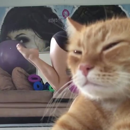 Cat Blocks Yoga Headstand | Video