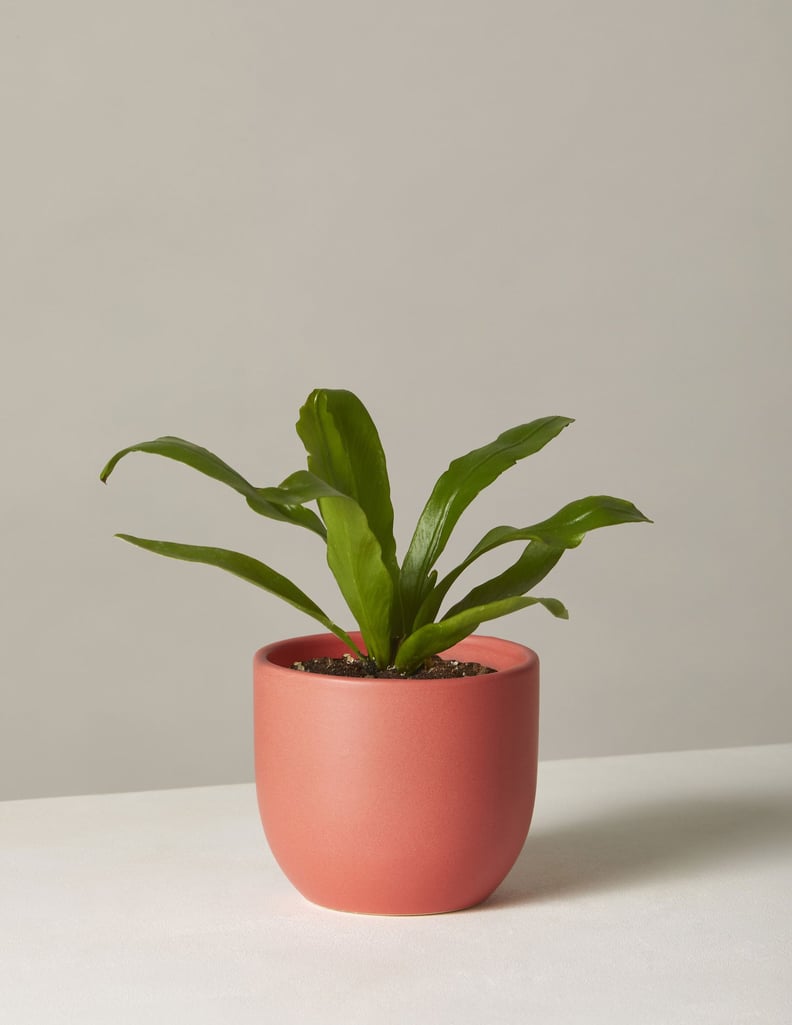 Bird's Nest Fern