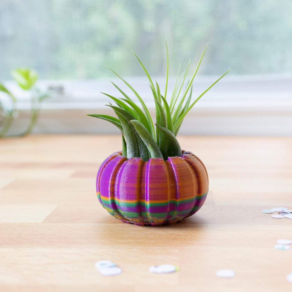 Pumpkin Air Plant Holder Pumpkin Air Plant Holder