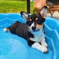 These 30 Photos of Corgis Prove That Corgis Are the Most Adorable Doggos