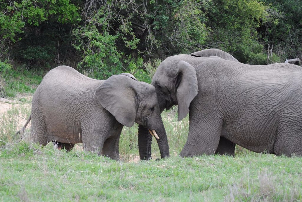 African Safari Tips