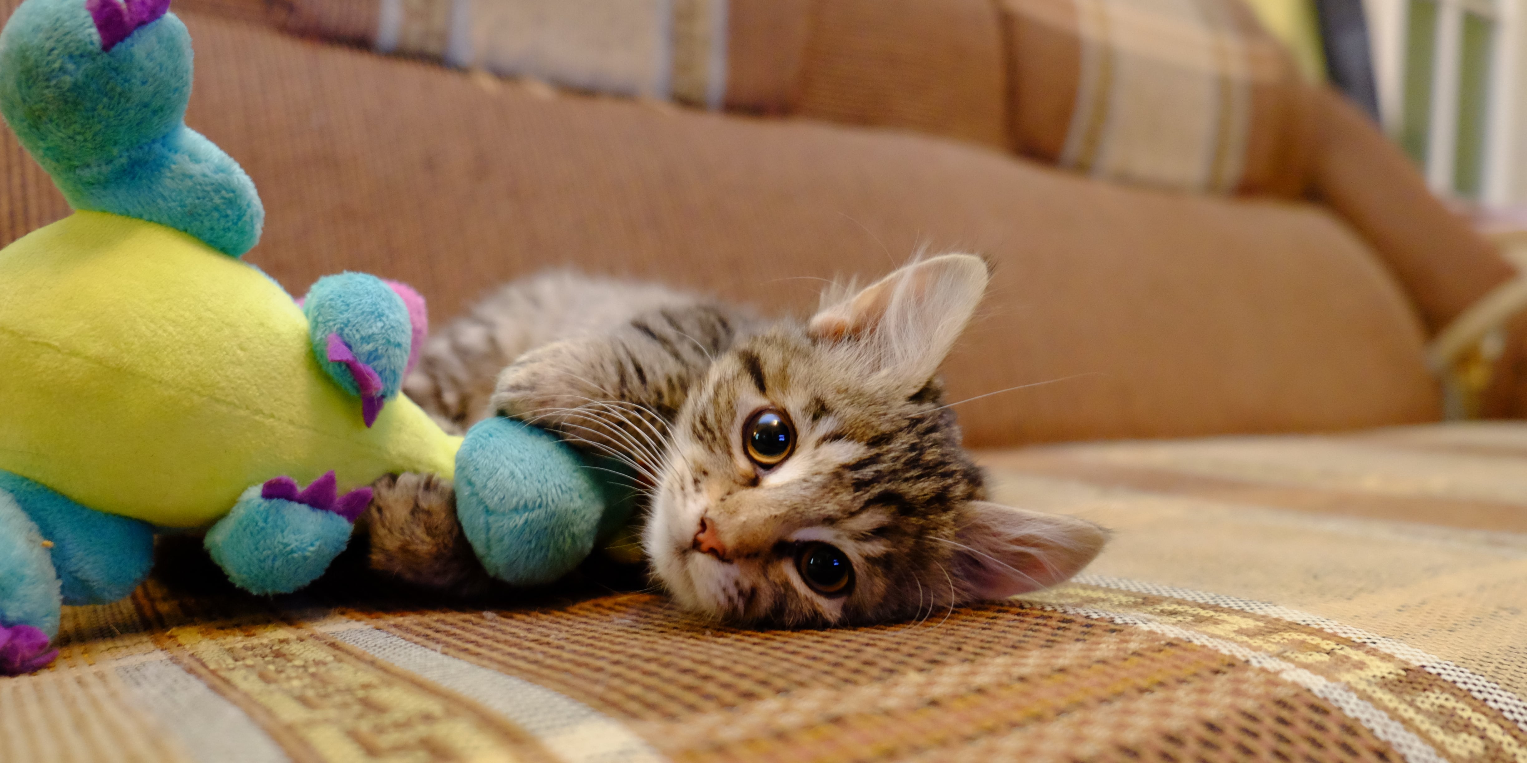 How Much Does It Cost to Have a Cat? | POPSUGAR Pets