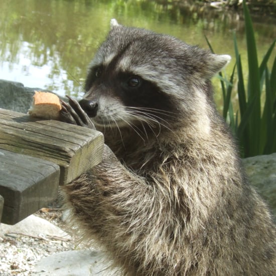 Raccoon GIFs