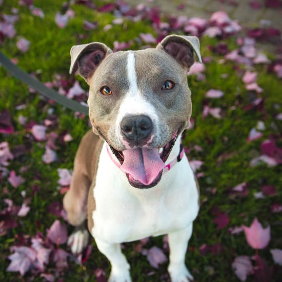 Are Pit Bulls Dangerous?