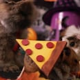 Tiny Hamster Has the Smallest Halloween Party Ever