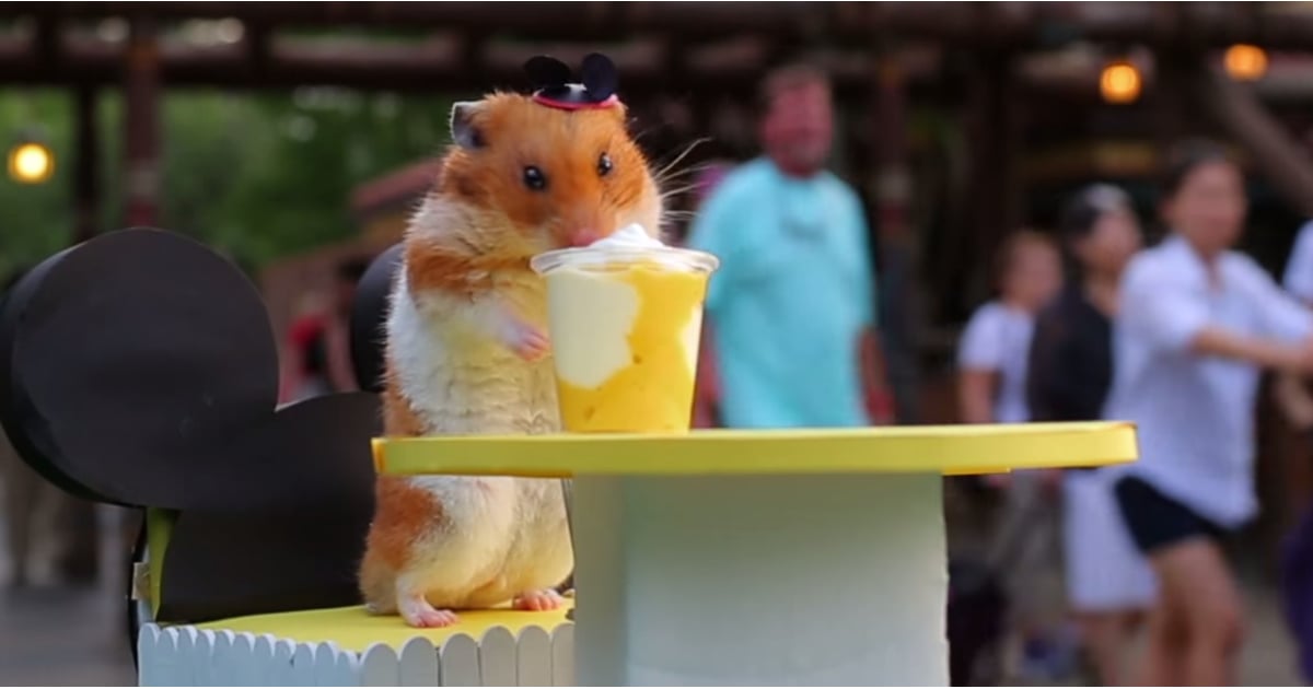 Tiny Hamster Goes To Disney World Popsugar Pets