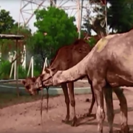Rescued Camels in India | Video