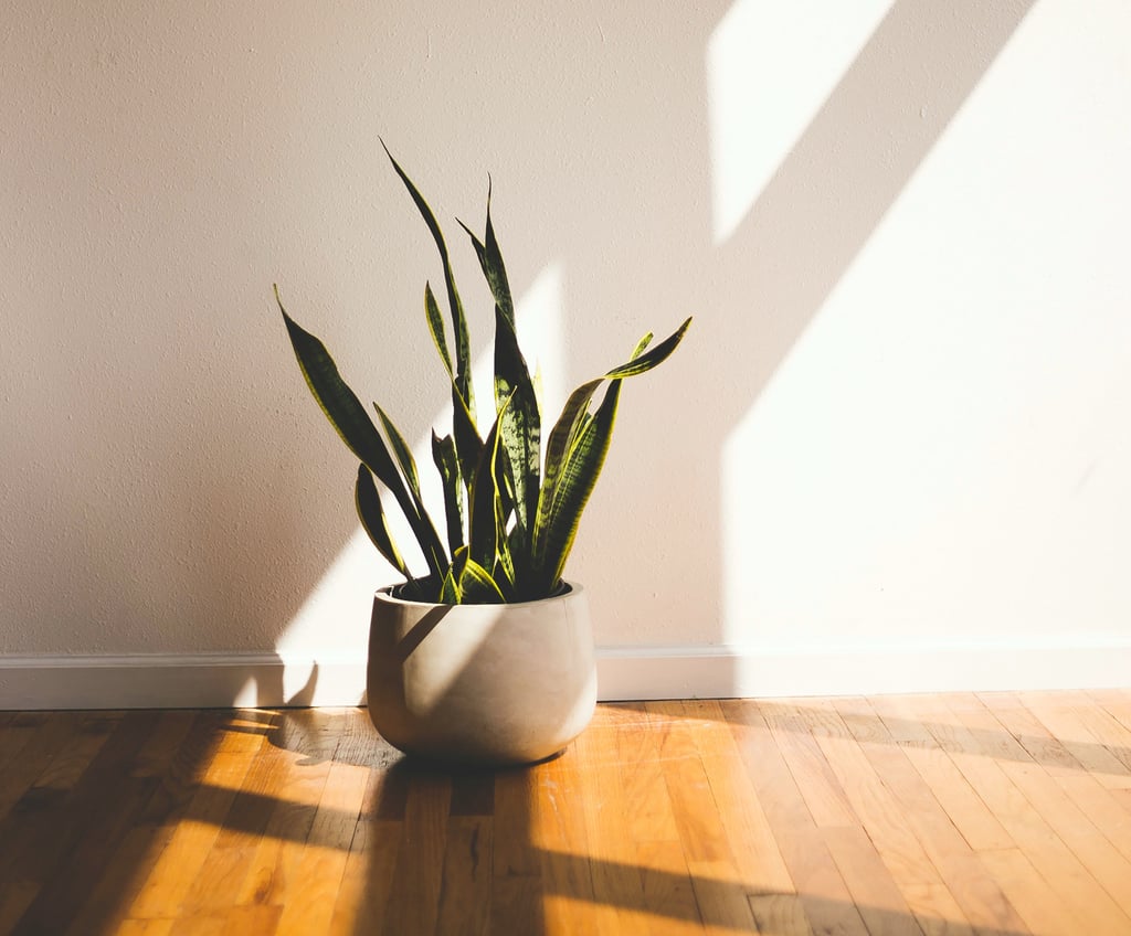 Best Houseplants For Air Quality POPSUGAR Home