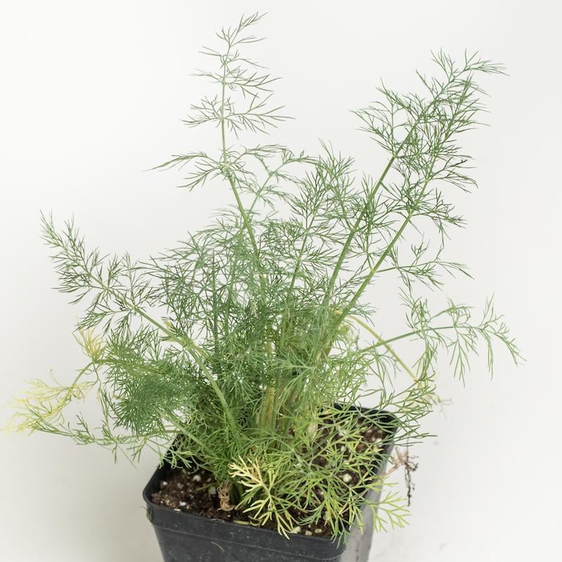 Dill Plant