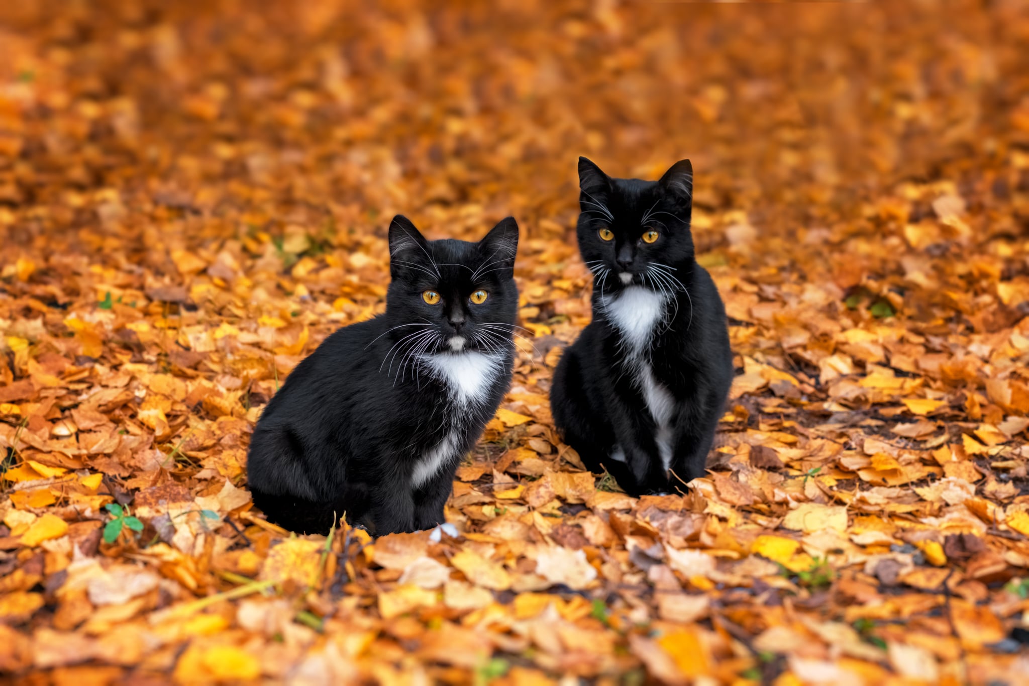 two Beautiful black kitten with bright yellow eyes lies on autumn orange leaves