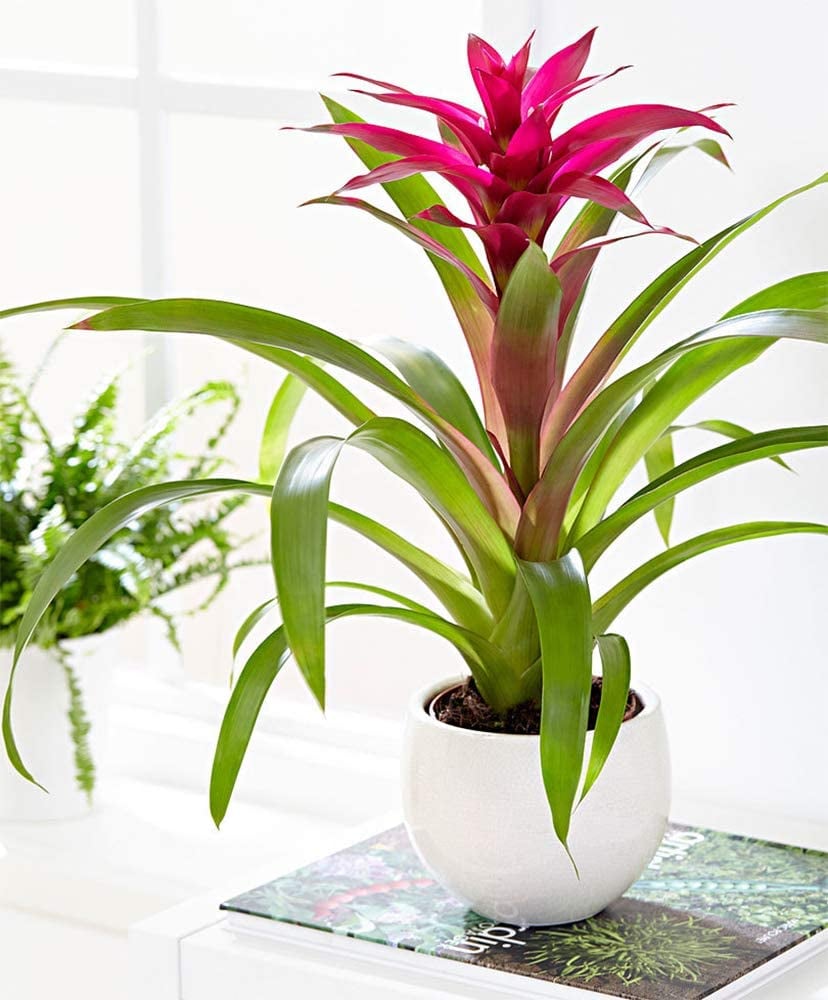 Bromeliad Plant