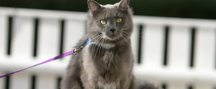 Cats on Leashes