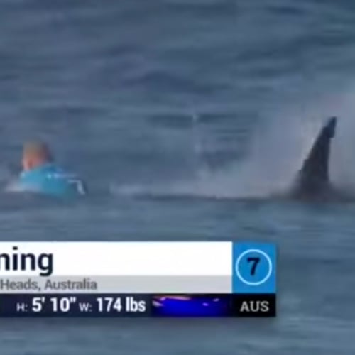 Shark Attack During Surfing Competition | Video