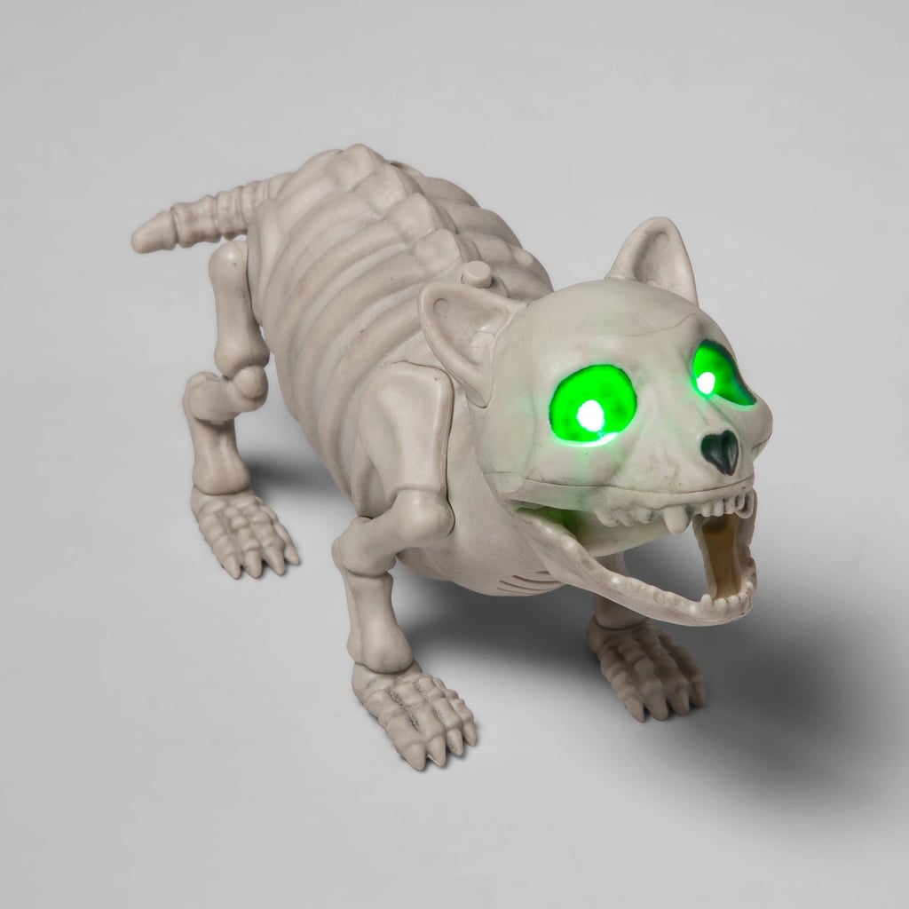 Small Animated Cat Skeleton