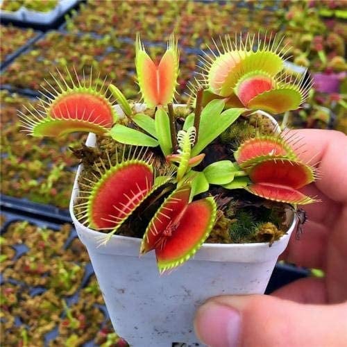 Venus Fly Trap Seeds