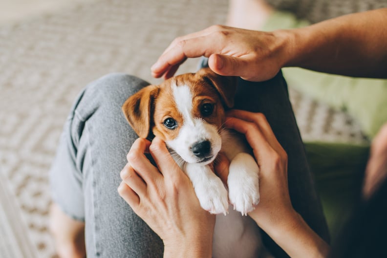 Get Specialized Care For Puppies and Kittens