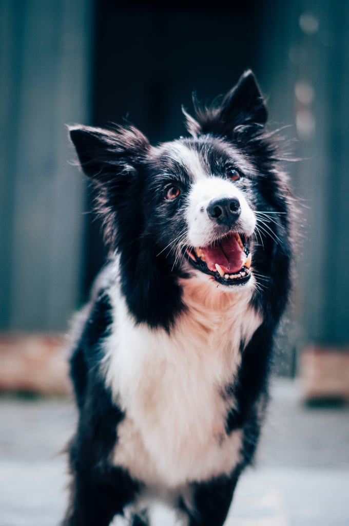 Cute Pictures of Border Collies