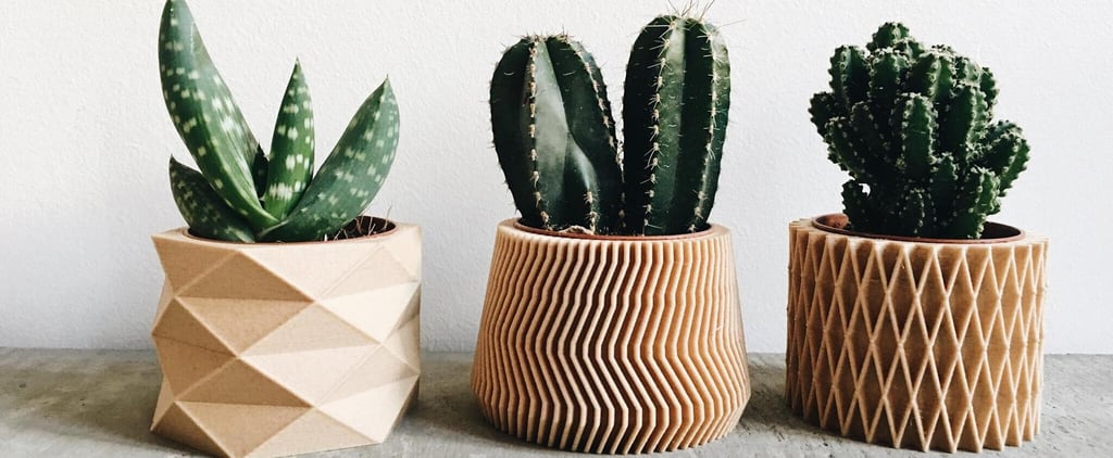 Best Pots For Succulents