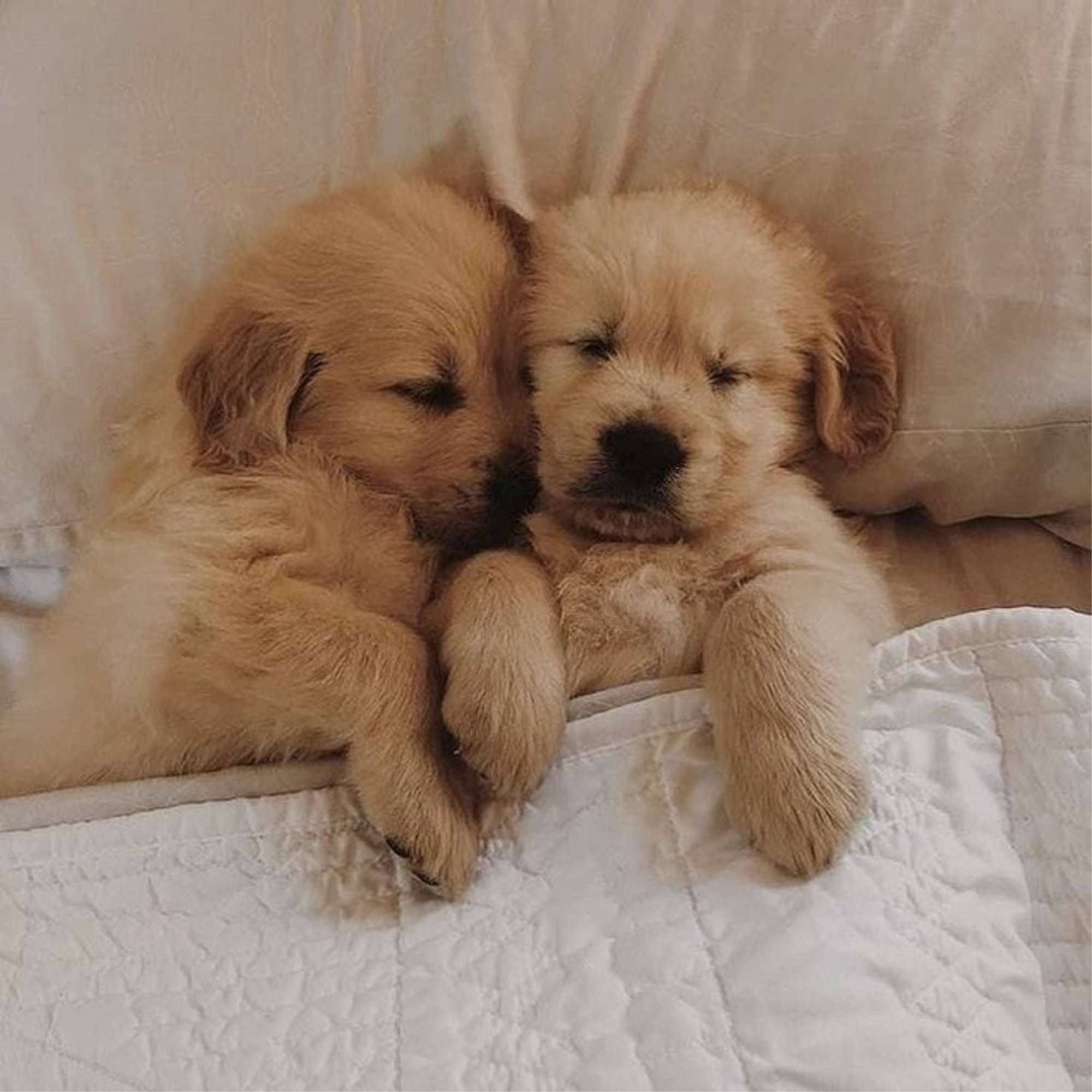 cute little golden retriever puppies