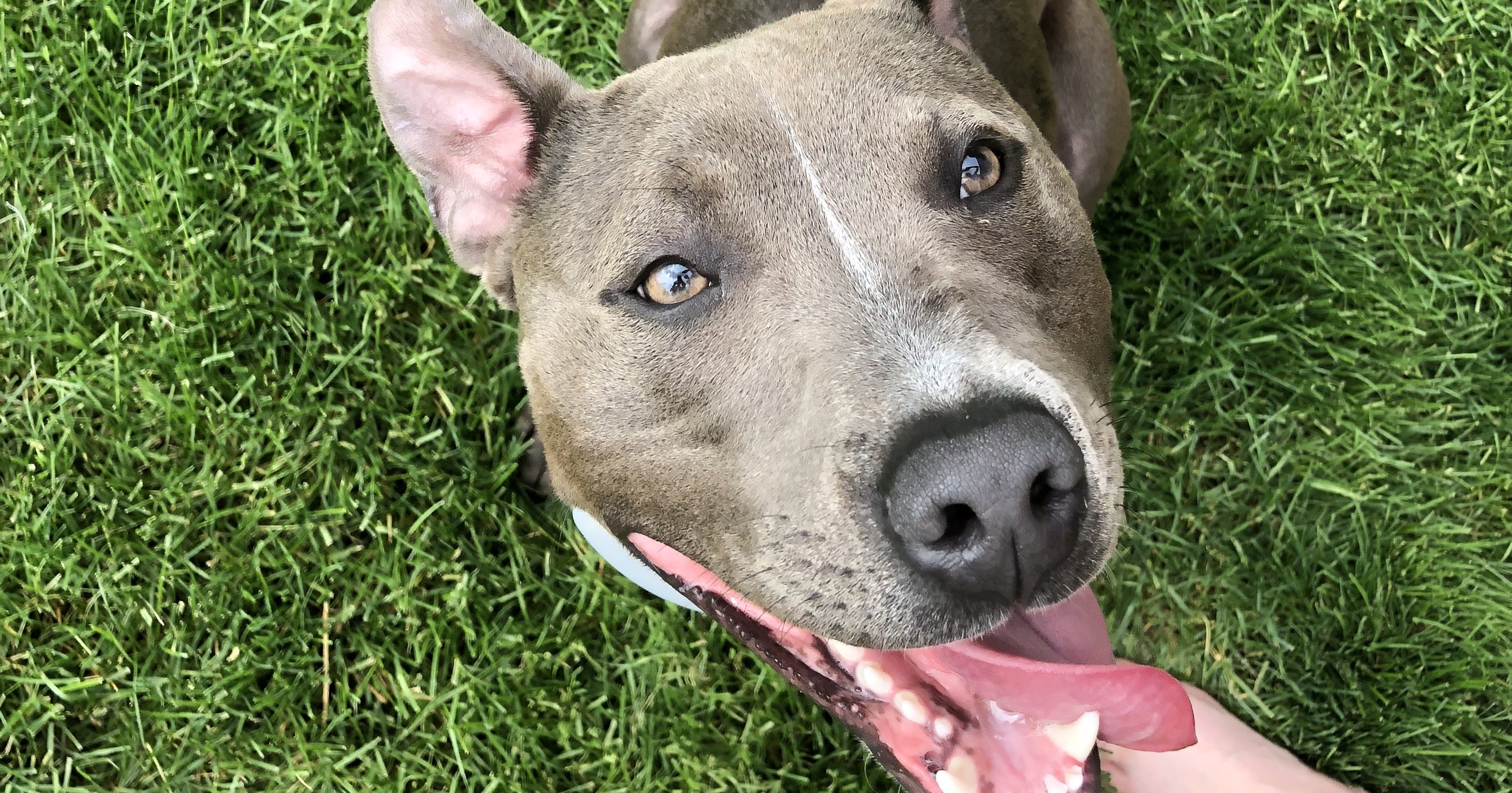 My Rescue Dog Taught Me Unconditional Love POPSUGAR Pets