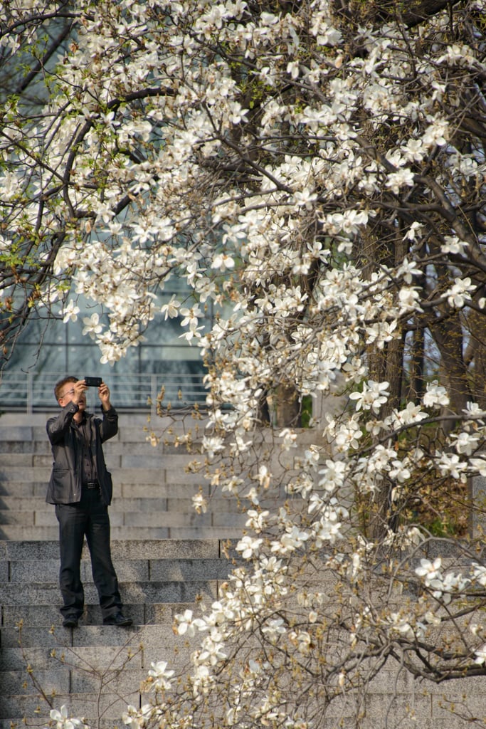 A man in South Korea snapped pictures of Seoul's blossoming trees.