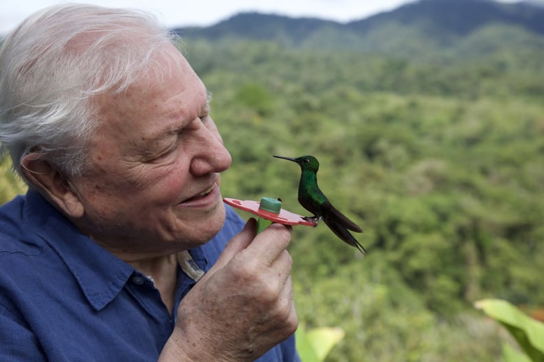 Life in Color with David Attenborough