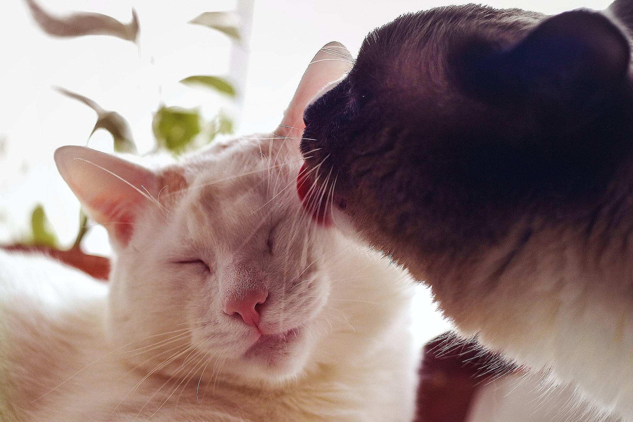 Why Do Cats Clean Each Other? POPSUGAR Pets