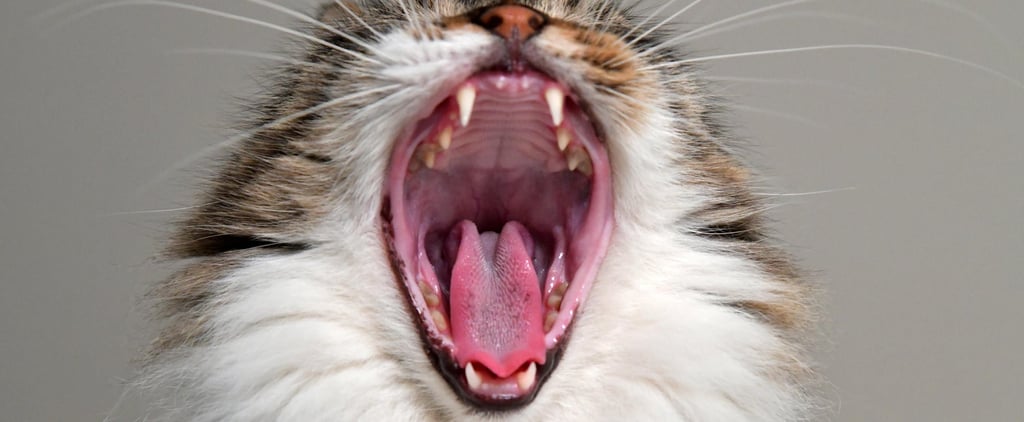 Why Does My Cat Have Red Gums?