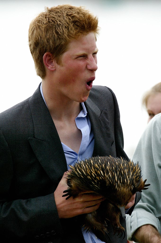 Harry hammed it up with an echidna named Spike during a 2003 trip to Australia.