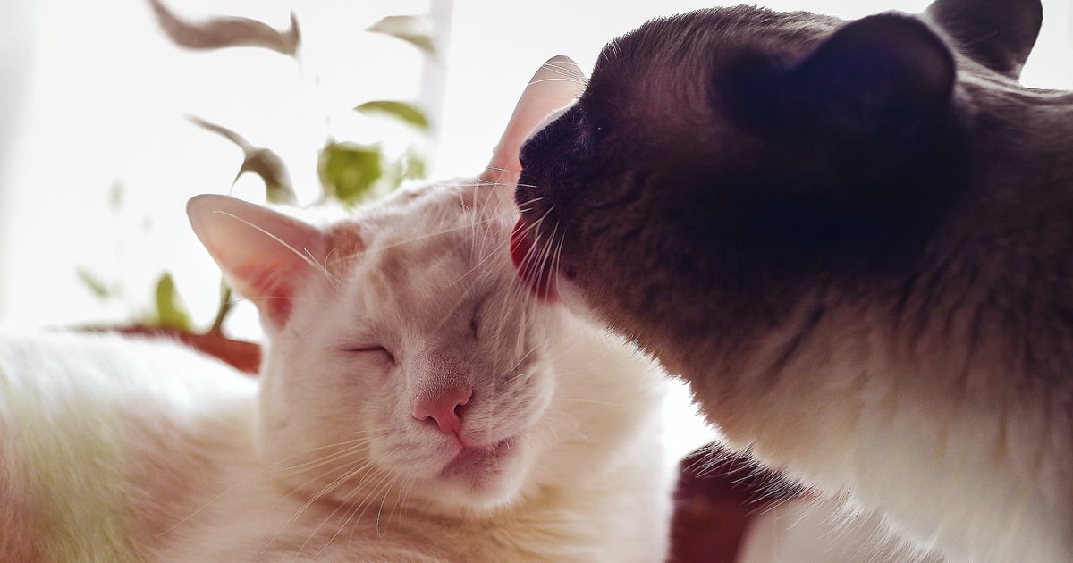 Why Do Cats Clean Each Other? POPSUGAR Pets
