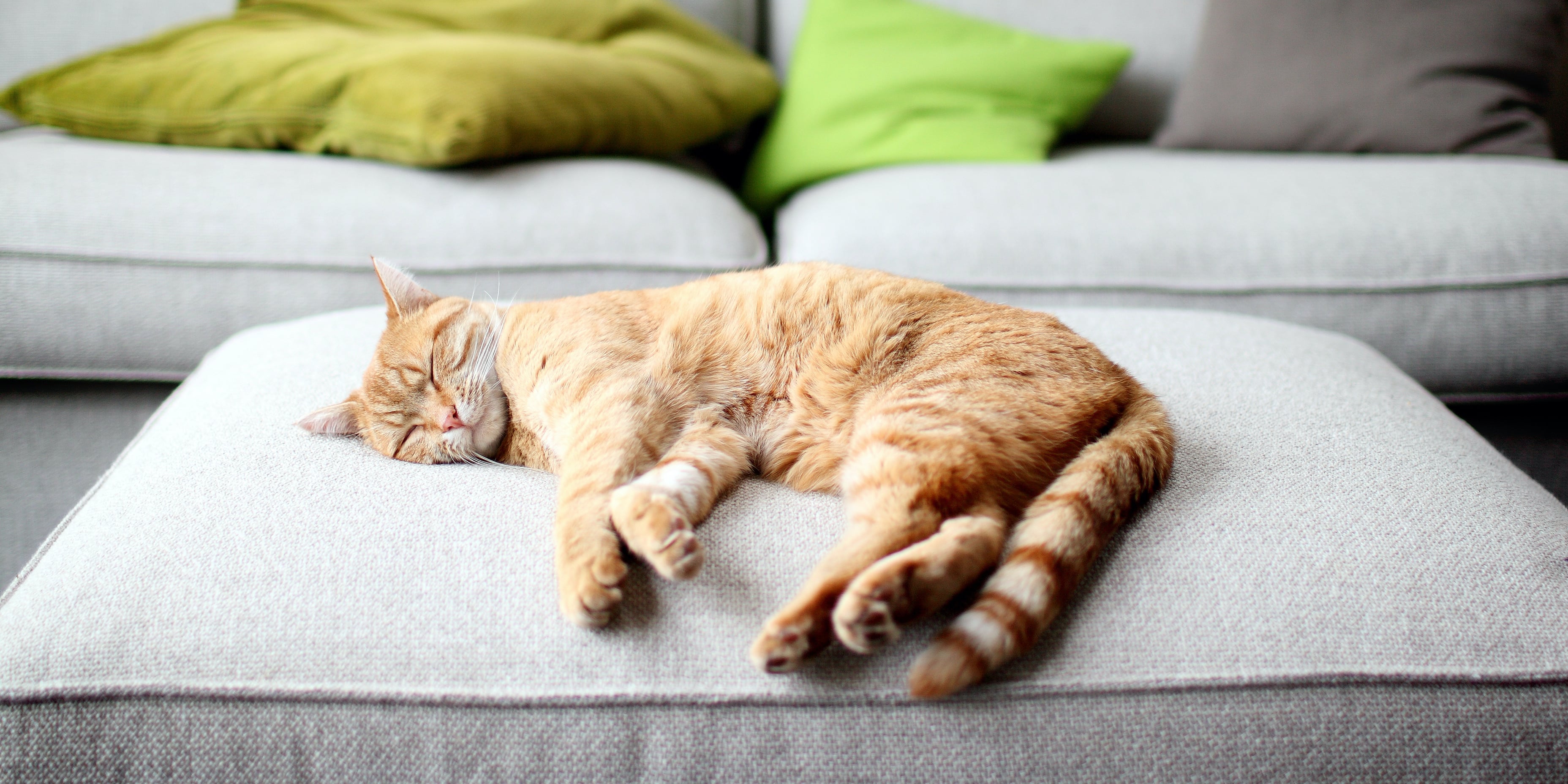 Why Does My Cat Twitch in Its Sleep? POPSUGAR Pets