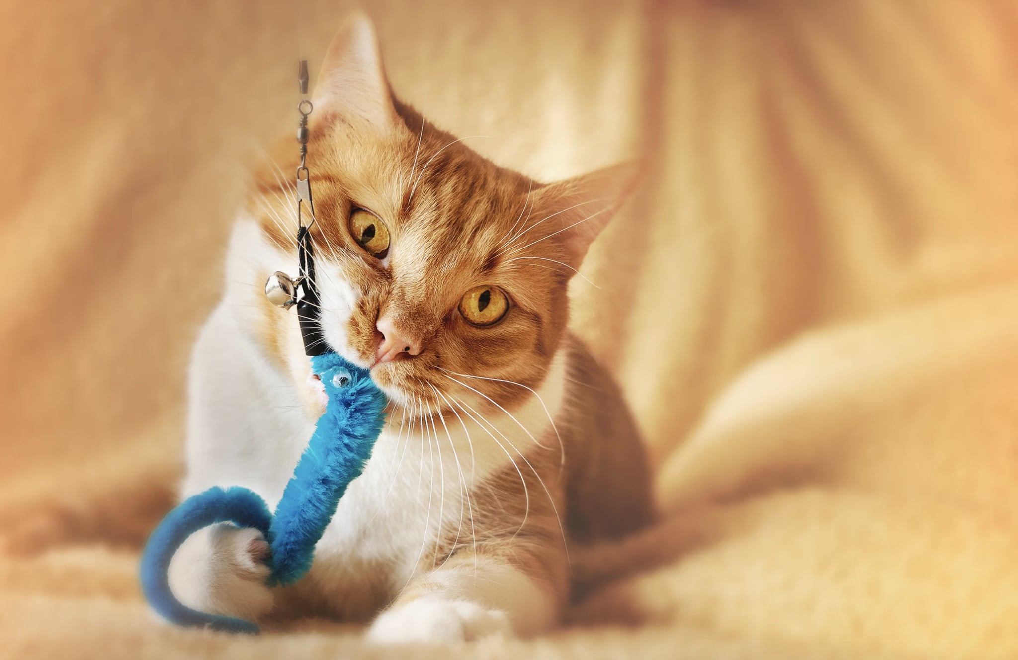 Why Does Catnip Get Cats High POPSUGAR UK Pets