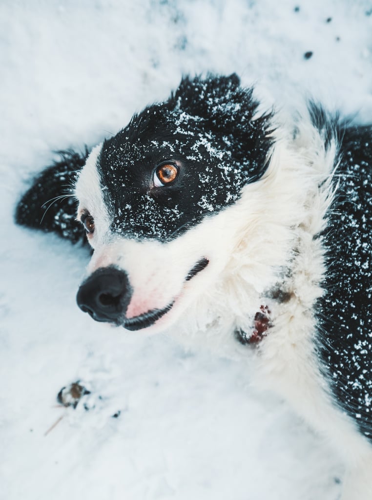 Cute Pictures of Border Collies