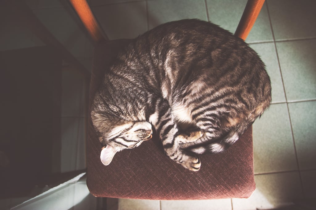 Curled up on a chair is the best way to spend an afternoon.