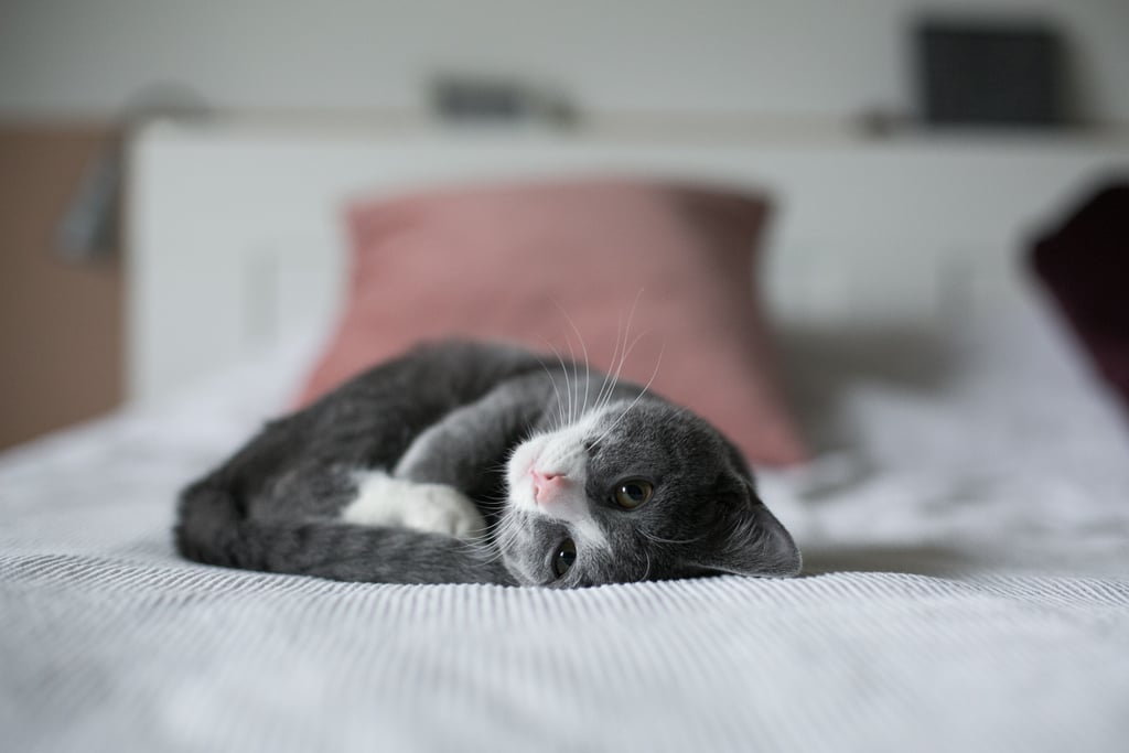 Could this curled-up cat be any cuter?