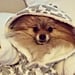 Cute Photos of Dogs Wearing Robes