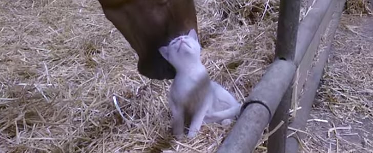 Kitten and Horse I Video